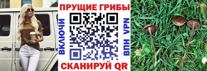 Купить закладки  Нерехта  Галлюциногенные грибы Magic Shrooms 